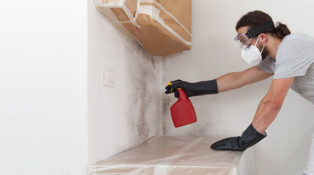Professional Black Mold Remediation technician working in Bartlett, IL