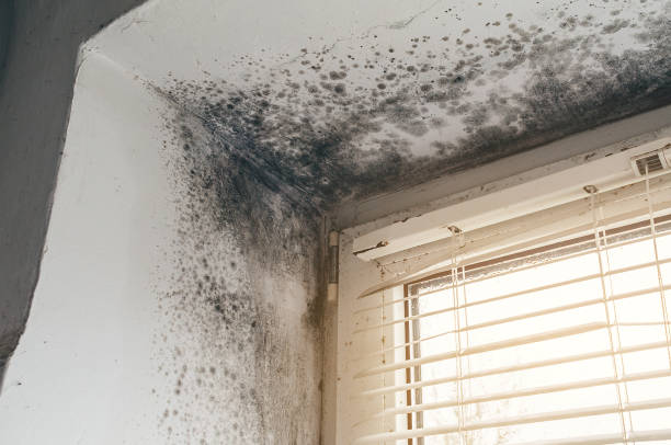 Affordable Black Mold Remediation solutions in Bartlett, IL